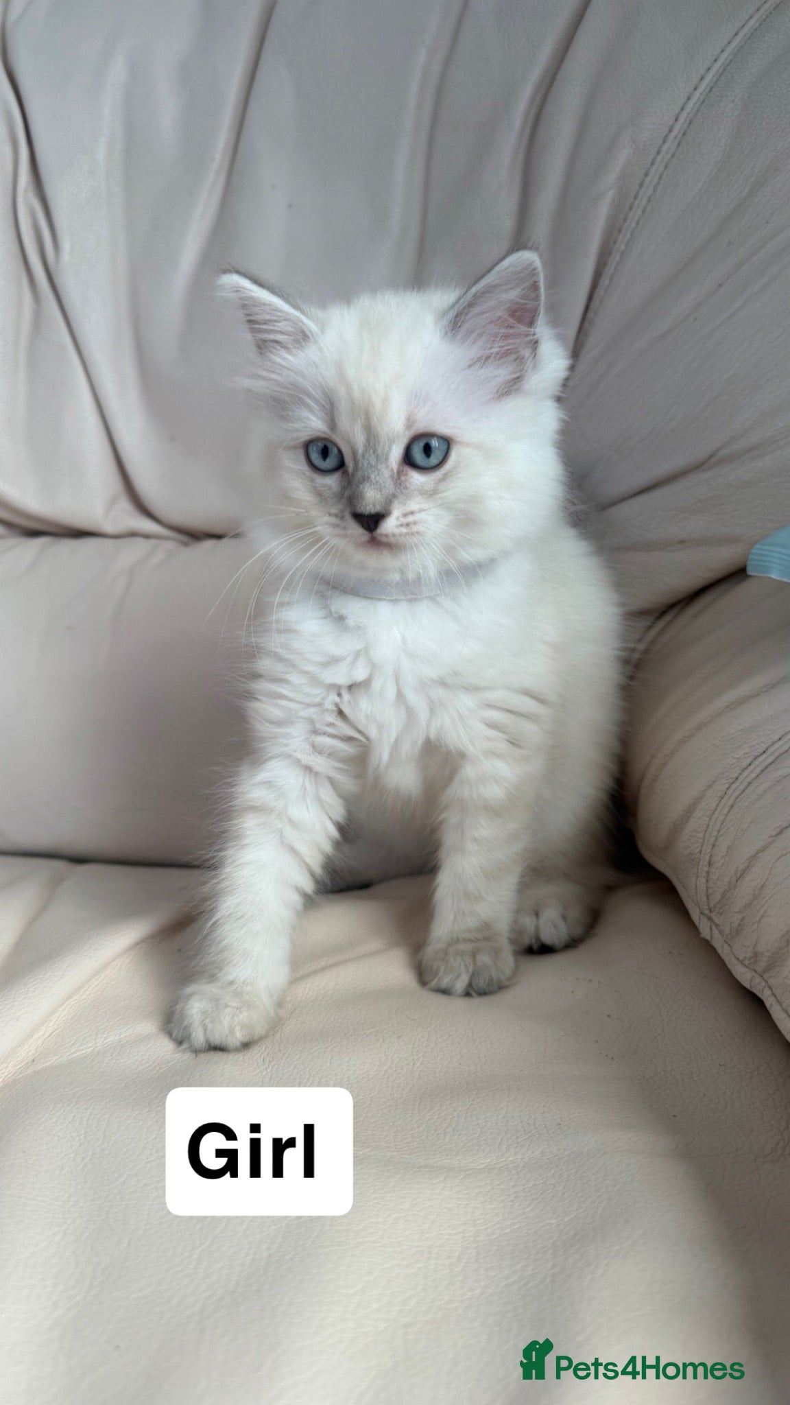 Ragdoll cats Beautiful litter of 3 stunning ragdolls - Advert 2