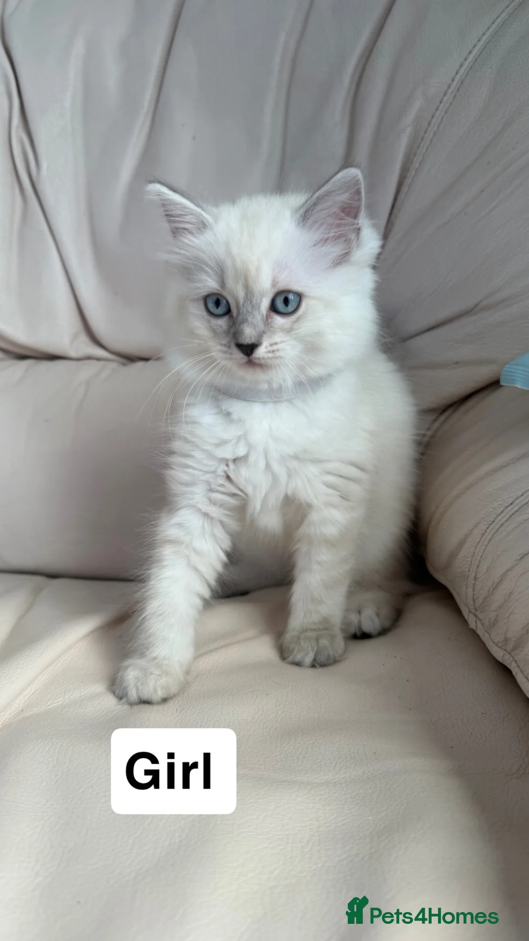 Ragdoll cats for sale: Beautiful litter of 3 stunning ragdolls - Advert 2