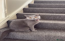 British Shorthair cats for sale: British shorthair  - Image 13