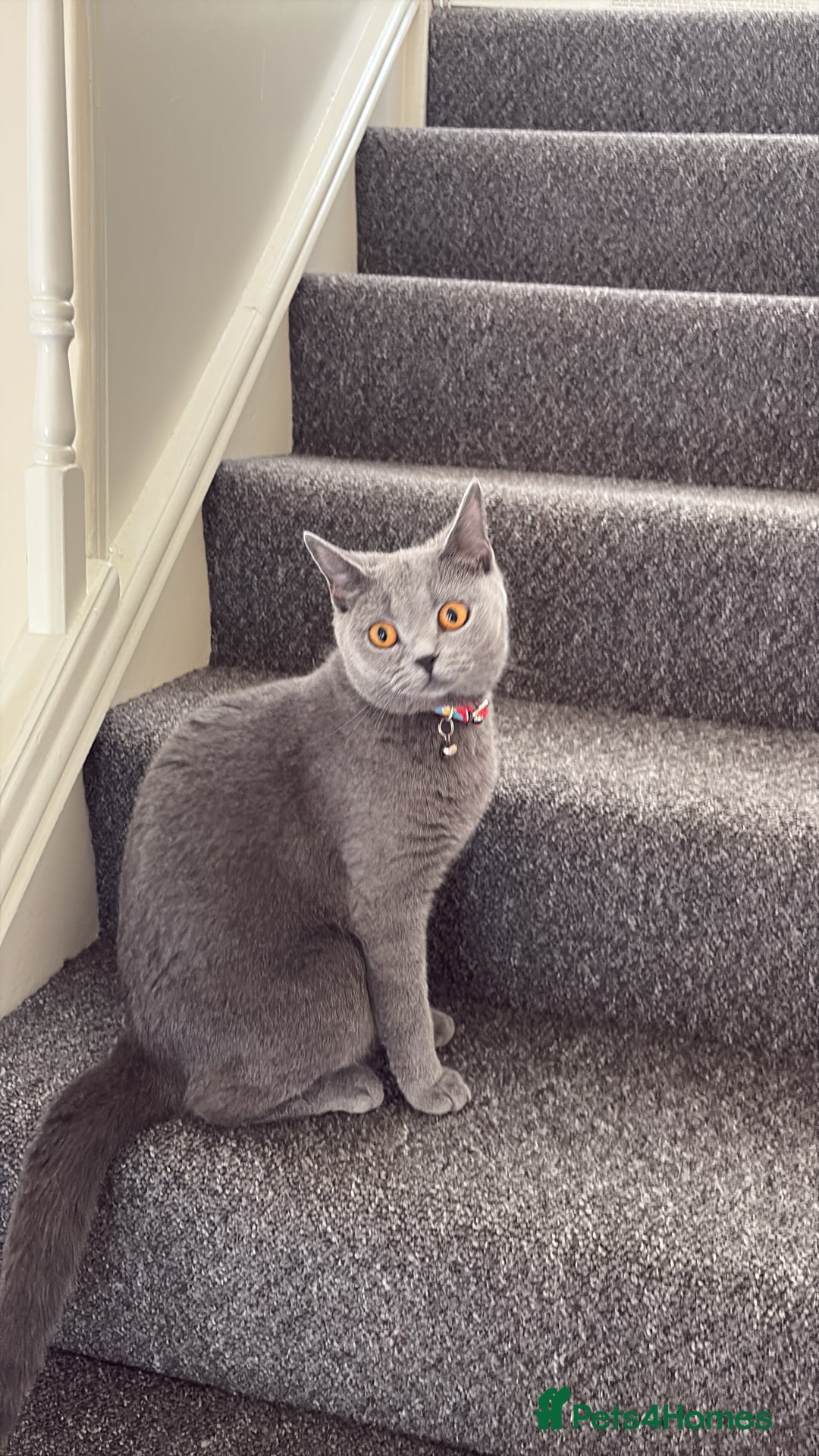 British Shorthair cats for sale: British shorthair  - Image 13