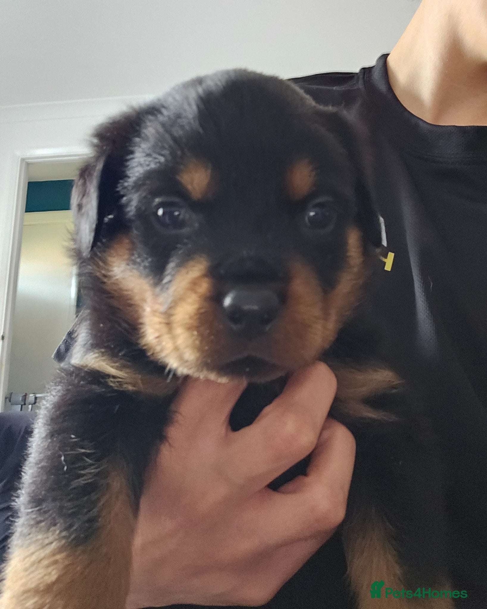 Rottweiler dogs Pure Pedigree Rottweiler Puppies - Advert 2