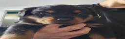 Rottweiler dogs for sale: Pure Pedigree Rottweiler Puppies - Advert 2