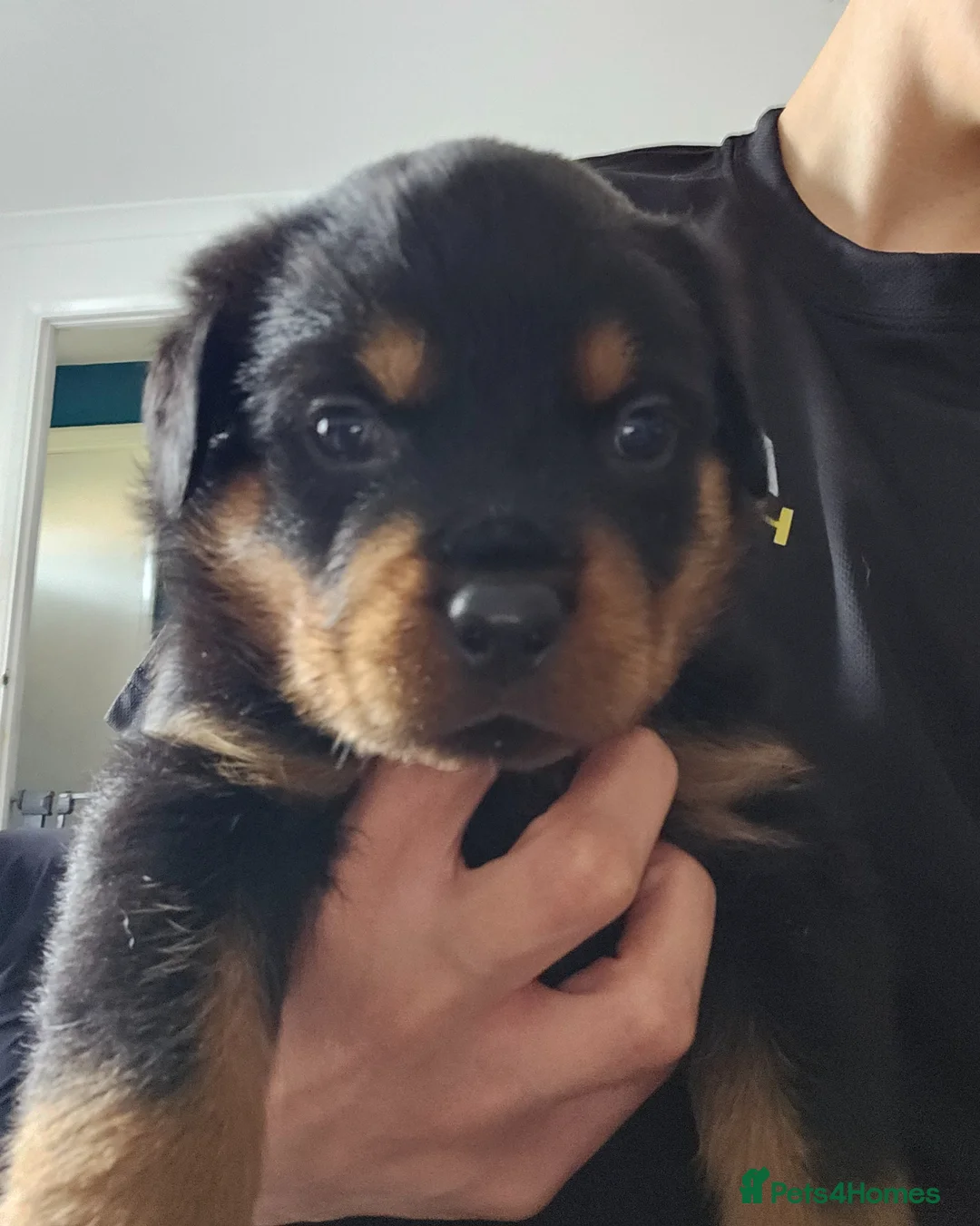 Rottweiler dogs for sale: Pure Pedigree Rottweiler Puppies - Advert 2