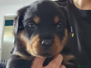 Rottweiler dogs Pure Pedigree Rottweiler Puppies - Advert 2
