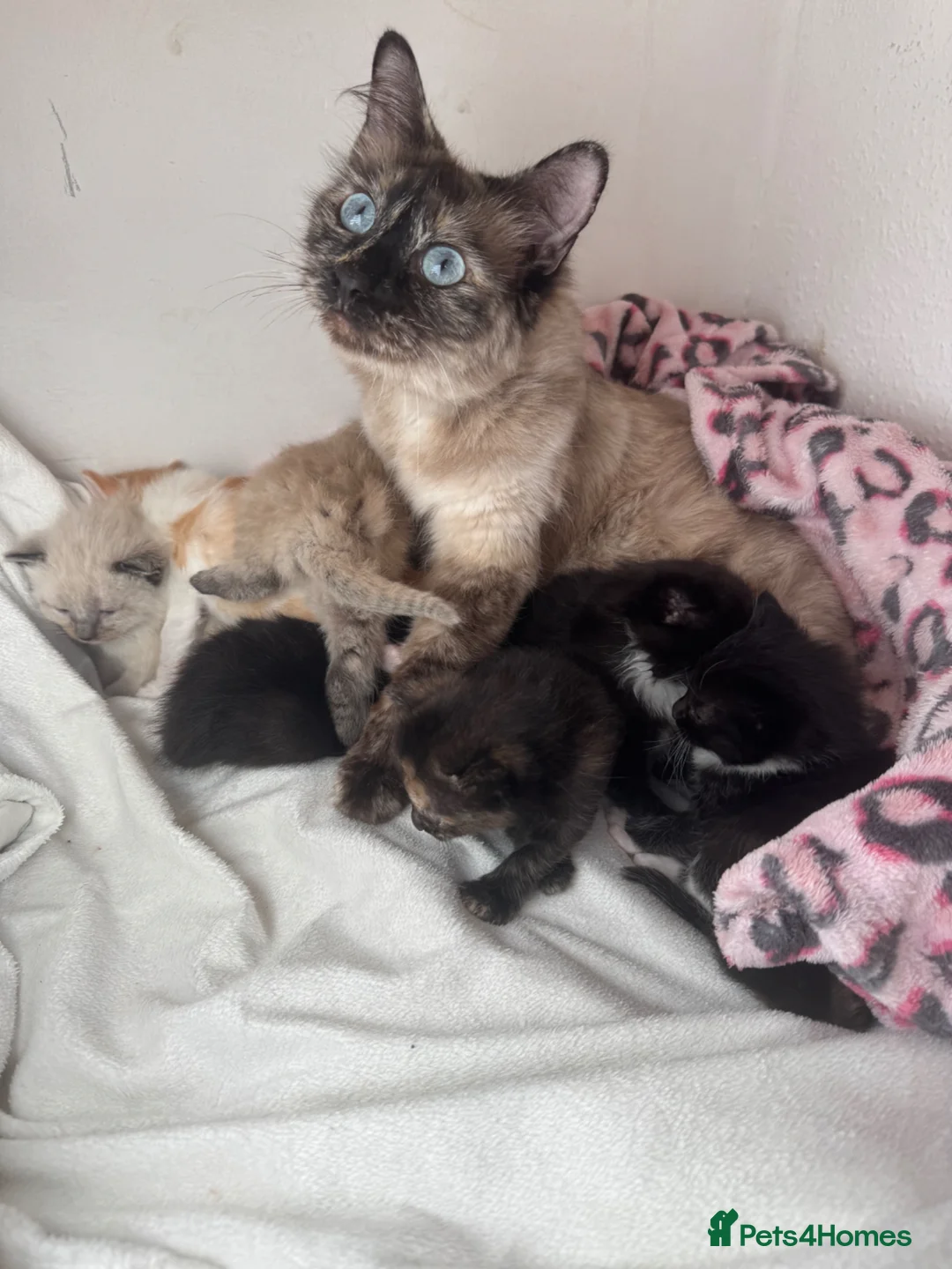 Ragdoll cats for sale: Ragdoll kittens  - Advert 13