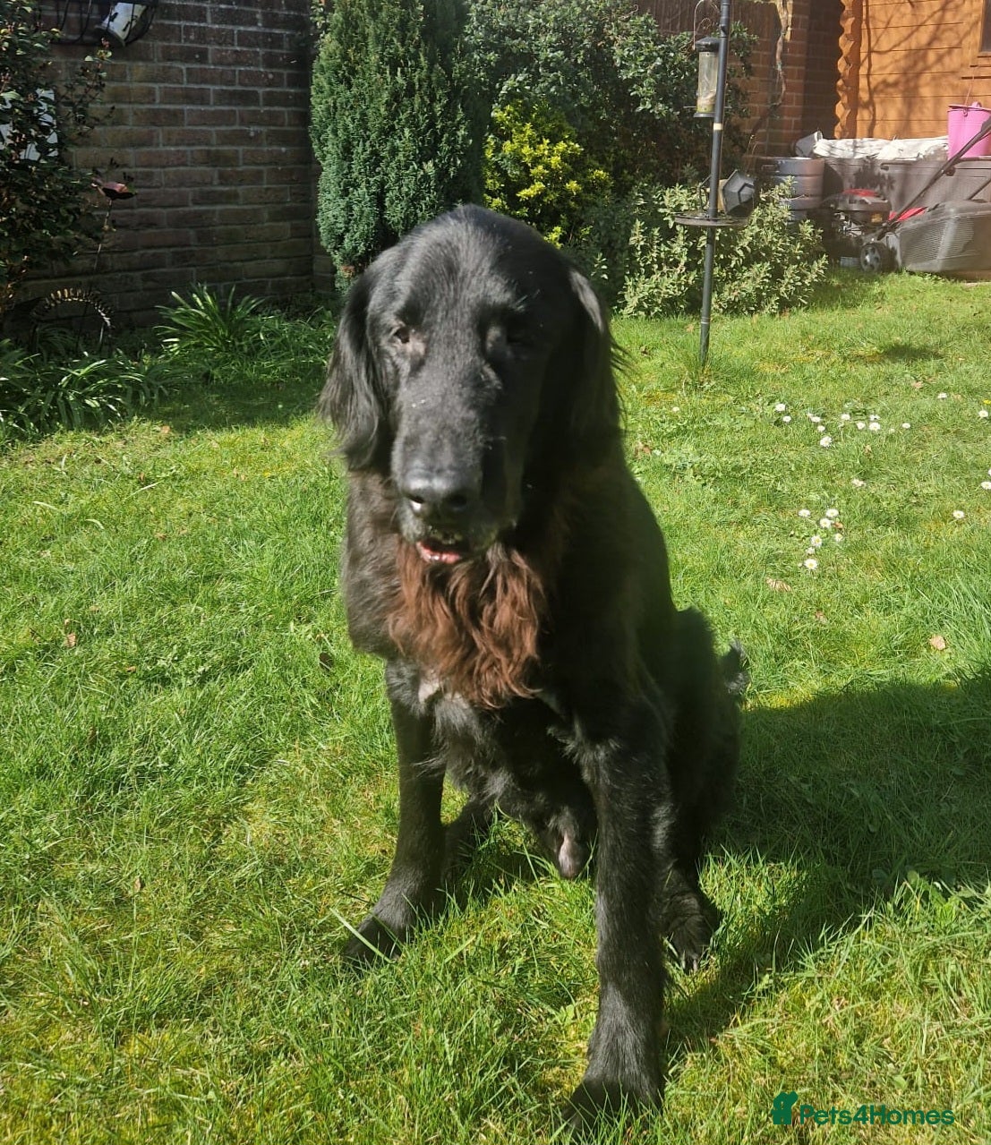 Flat coated Retriever dogs Gorgeous older boy for adoption - Advert 1