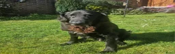 Flat coated Retriever dogs for adoption: Gorgeous older boy for adoption - Advert 1