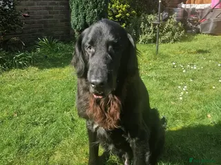 Flat coated Retriever dogs Gorgeous older boy for adoption - Advert 1