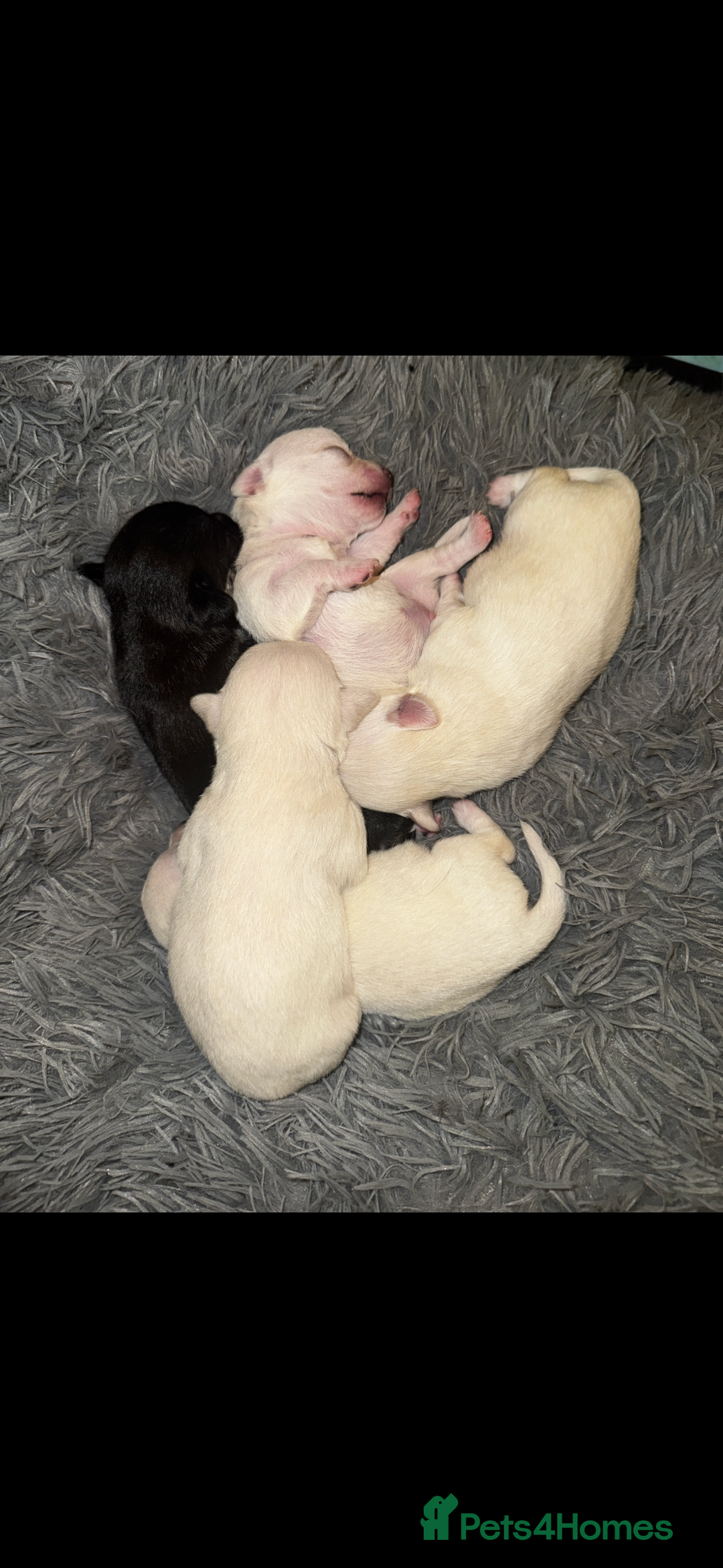Chihuahua dogs for sale: stunning kc registered chihuahua pups 🫶🏼 - Image 6
