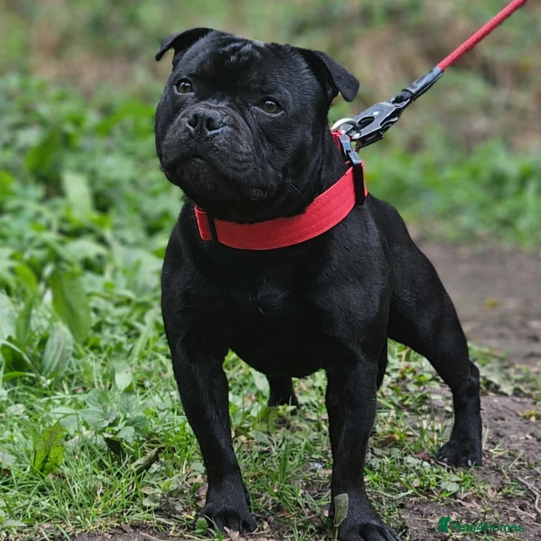 Staffordshire Bull Terrier dogs for stud: Mr 'T' *Champion Sired* (Blue🧬) - Advert 2