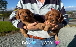 Cocker Spaniel dogs for sale: ✨ KC Registered Working Cocker Spaniel Puppies ✨ - Image 4