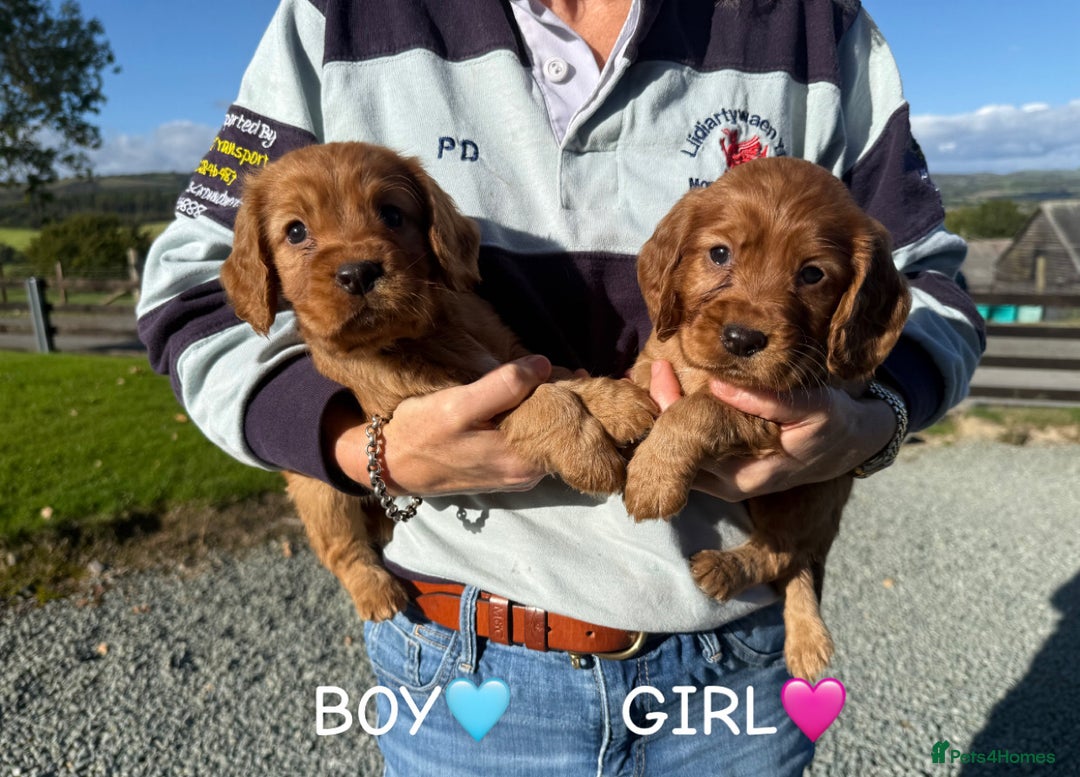 Cocker Spaniel dogs for sale: ✨ KC Registered Working Cocker Spaniel Puppies ✨ - Image 4