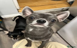 Chihuahua dogs for stud: Chihuahua proven stud - Image 2