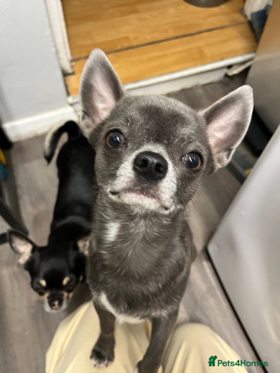 Chihuahua dogs for stud: Chihuahua proven stud - Image 2