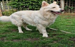 German Shepherd dogs for stud: White German Shepherd Dog - Stud - KC Registered  in Birmingham - Image 6