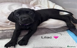 Mixed Breed dogs for sale: Cane corso x cocker spaniel puppies - Image 2