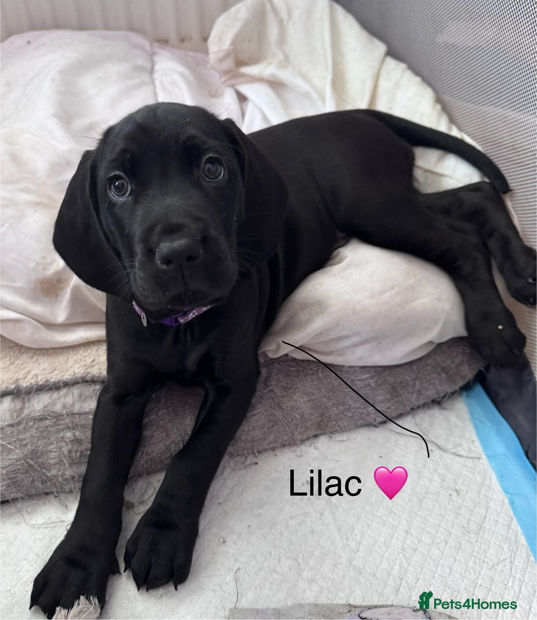 Mixed Breed dogs for sale: Cane corso x cocker spaniel puppies - Image 2
