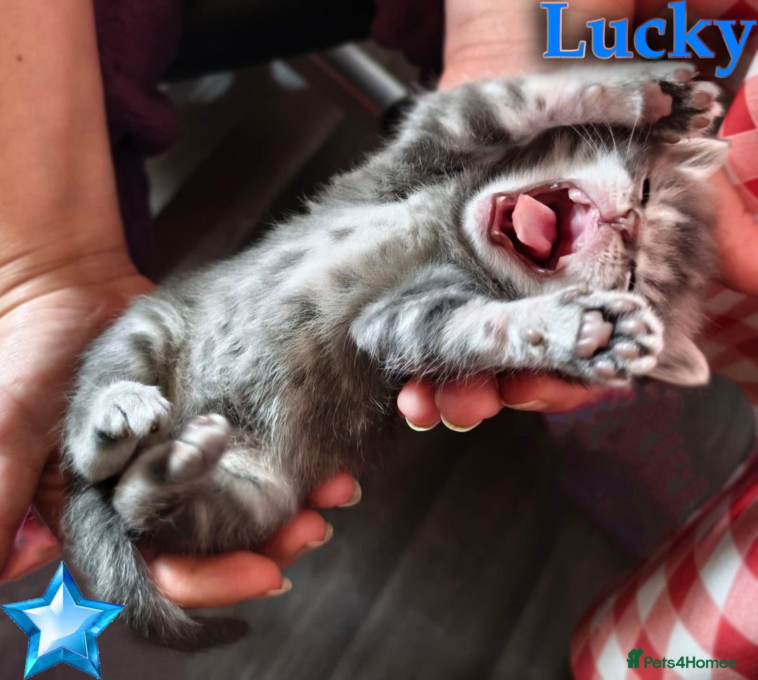 British Shorthair cats for sale: LAST ONE LEFT-Pedigree GCCF Pure BSH Tabby Kittens - Advert 3