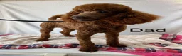 Cockapoo dogs for sale: F1b Cockapoo Puppies  - Advert 8