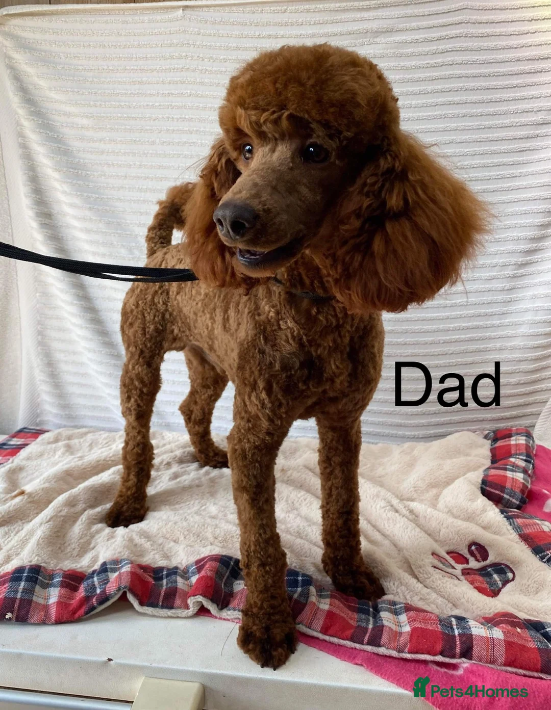 Cockapoo dogs for sale: F1b Cockapoo Puppies  - Advert 8