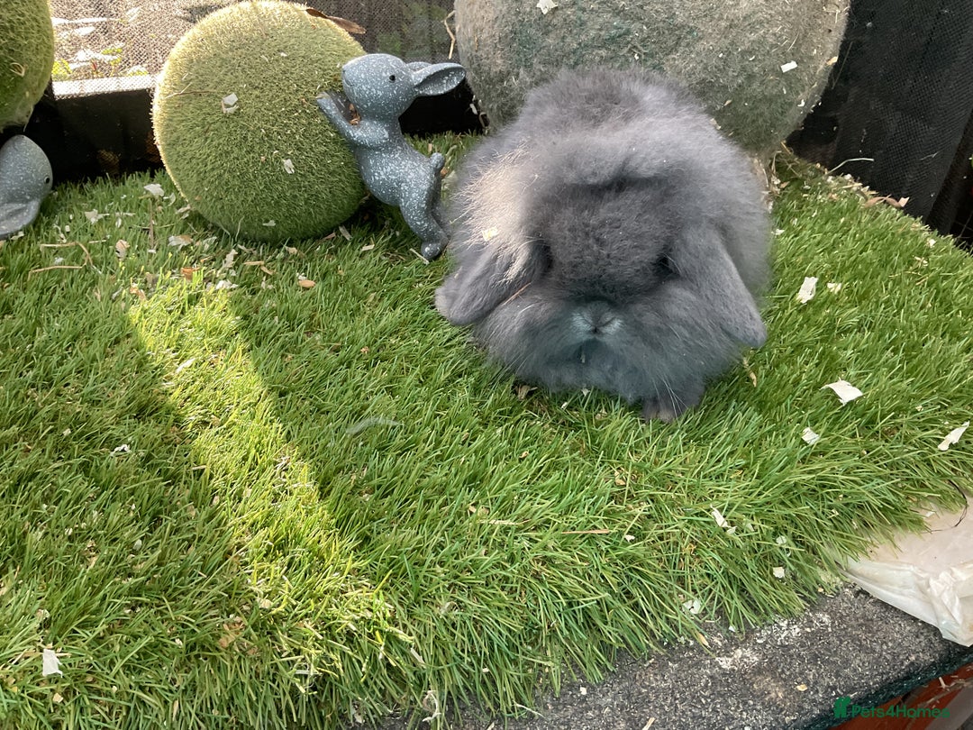 Mini Lop rabbits for sale: Baby mini lops and mini lion lop baby rabbits - Advert 11