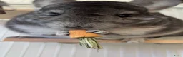 Chinchilla rodents for sale: Two female chinchillas in Doncaster - Advert 4