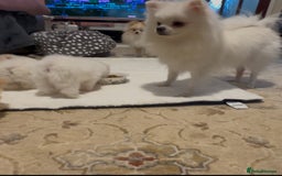 Pomeranian dogs for sale: Tiny Pomeranian Girls – Champion Bloodlines - Image 16