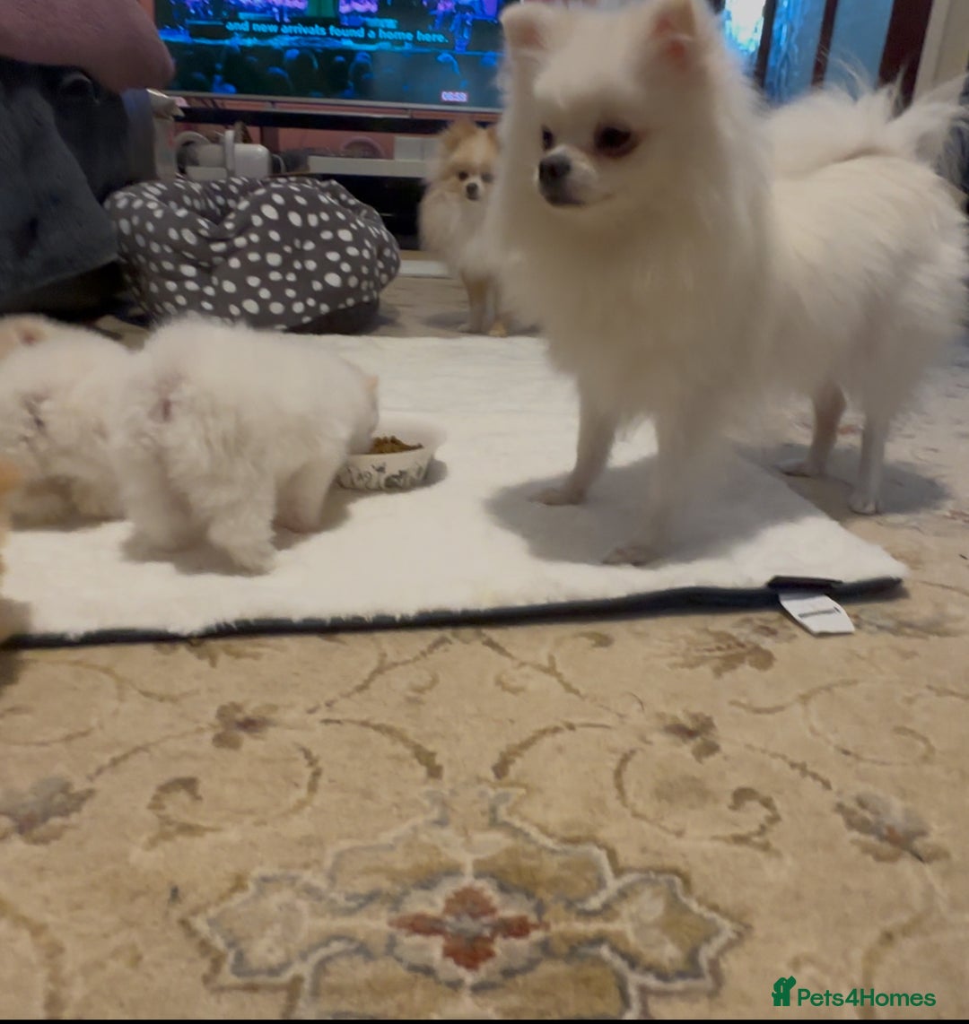 Pomeranian dogs for sale: Tiny Pomeranian Girls – Champion Bloodlines - Image 16