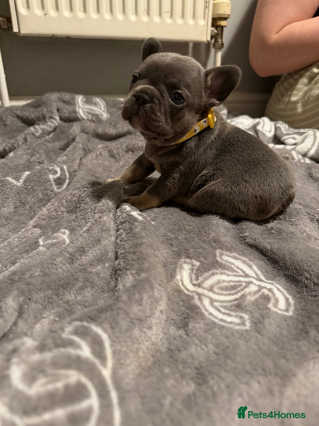 French Bulldog dogs for sale: French bulldog - Advert 13