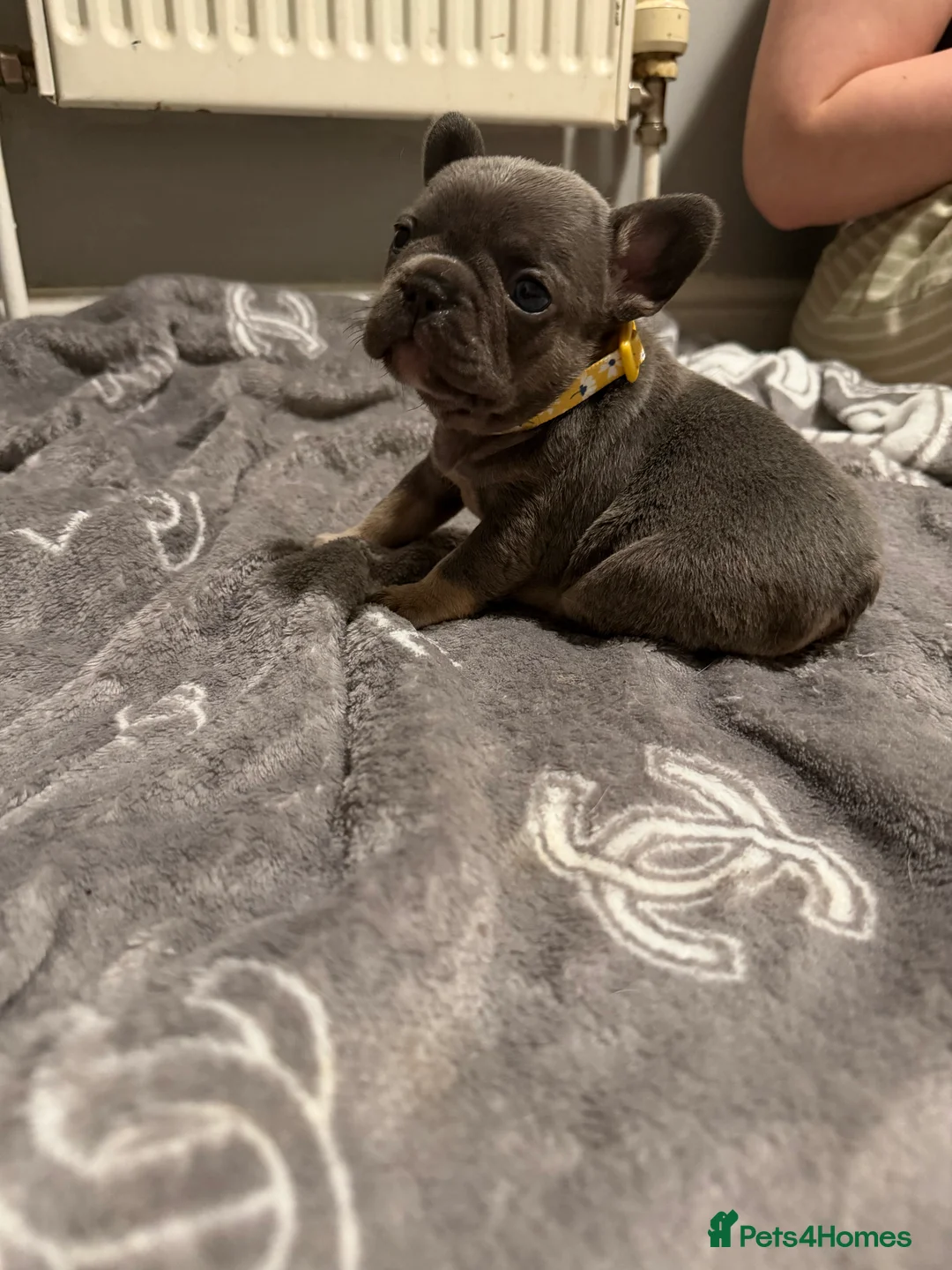 French Bulldog dogs for sale: French bulldogs  - Advert 8