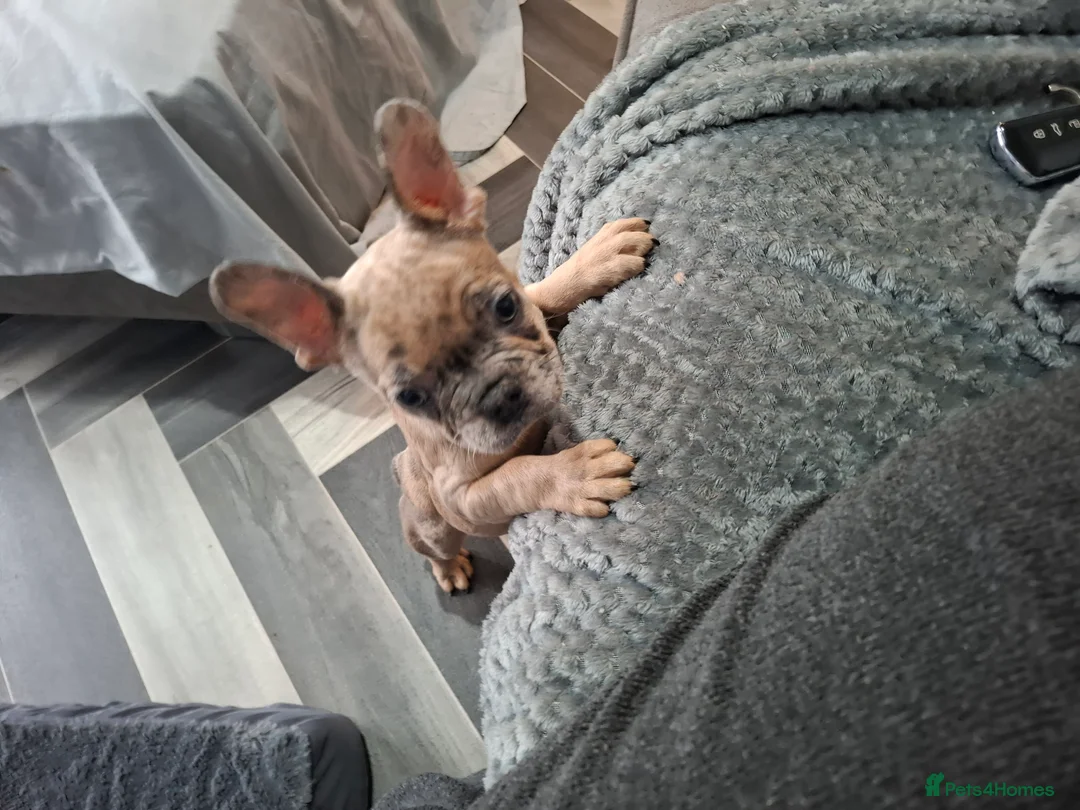 French Bulldog dogs for sale: Kc Registered Merle French Bulldog puppy in Birmingham - Advert 4