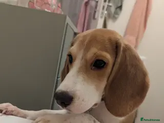 Beagle dogs Sage the Beagle - Advert 1