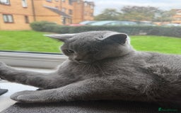 British Shorthair cats for sale: Playful Adorable Male Cat Tommy - Image 2
