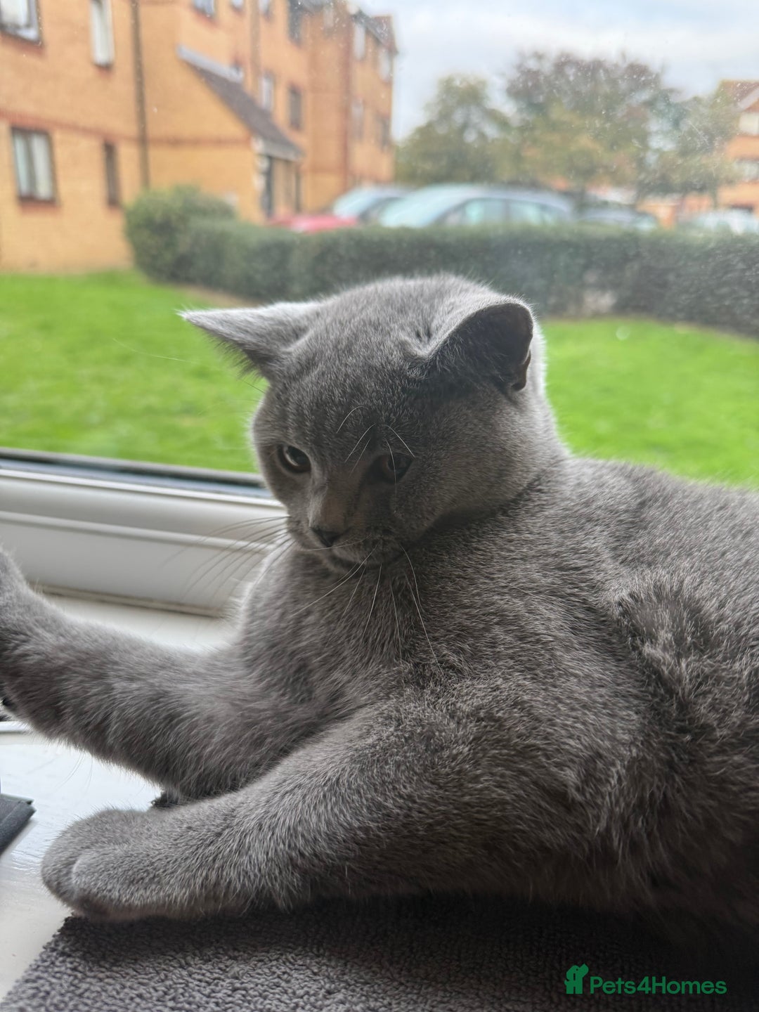 British Shorthair cats for sale: Playful Adorable Male Cat Tommy - Image 2