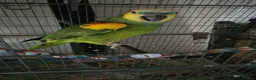 Parrots birds for sale: Amazon blue fronted parrots in Edgware - Advert 7