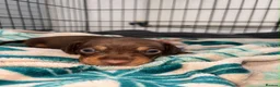 Dachshund dogs for sale: Male Dachshund puppy in Dudley - Advert 2