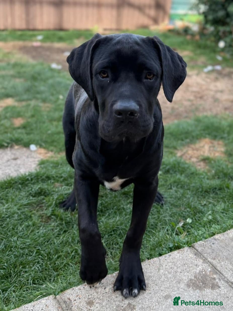 Cane Corso dogs Beautiful Black Cane Corso Male – 6 Months Old - Advert 1