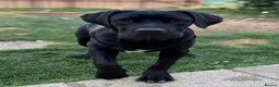 Cane Corso dogs for sale: Beautiful Black Cane Corso Male – 6 Months Old - Advert 1