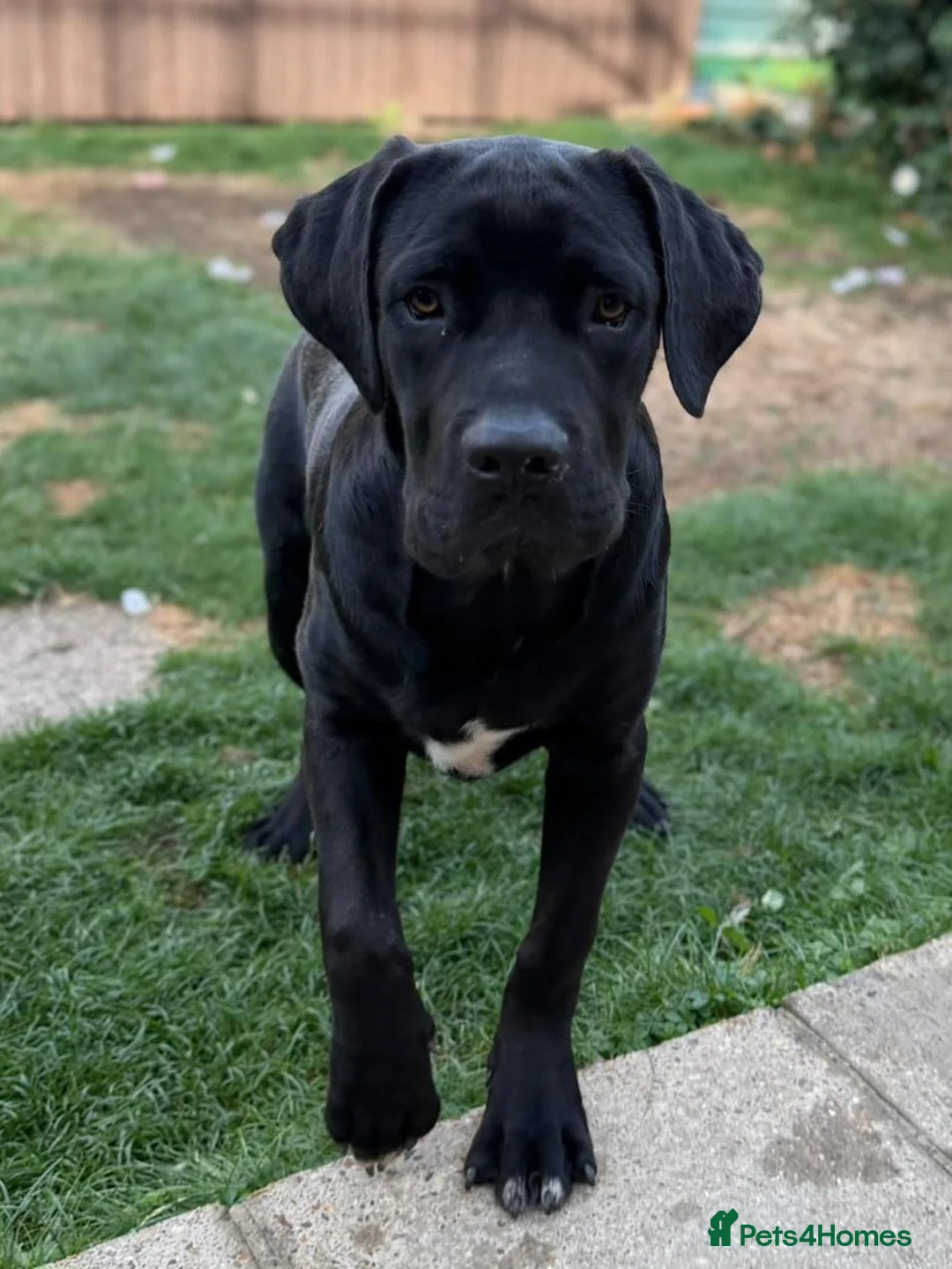Cane Corso dogs for sale: Beautiful Black Cane Corso Male – 6 Months Old - Advert 1