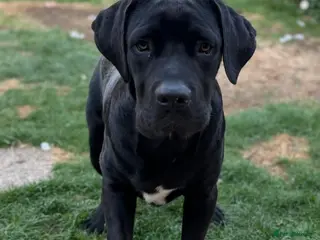Cane Corso dogs Beautiful Black Cane Corso Male – 6 Months Old - Advert 1