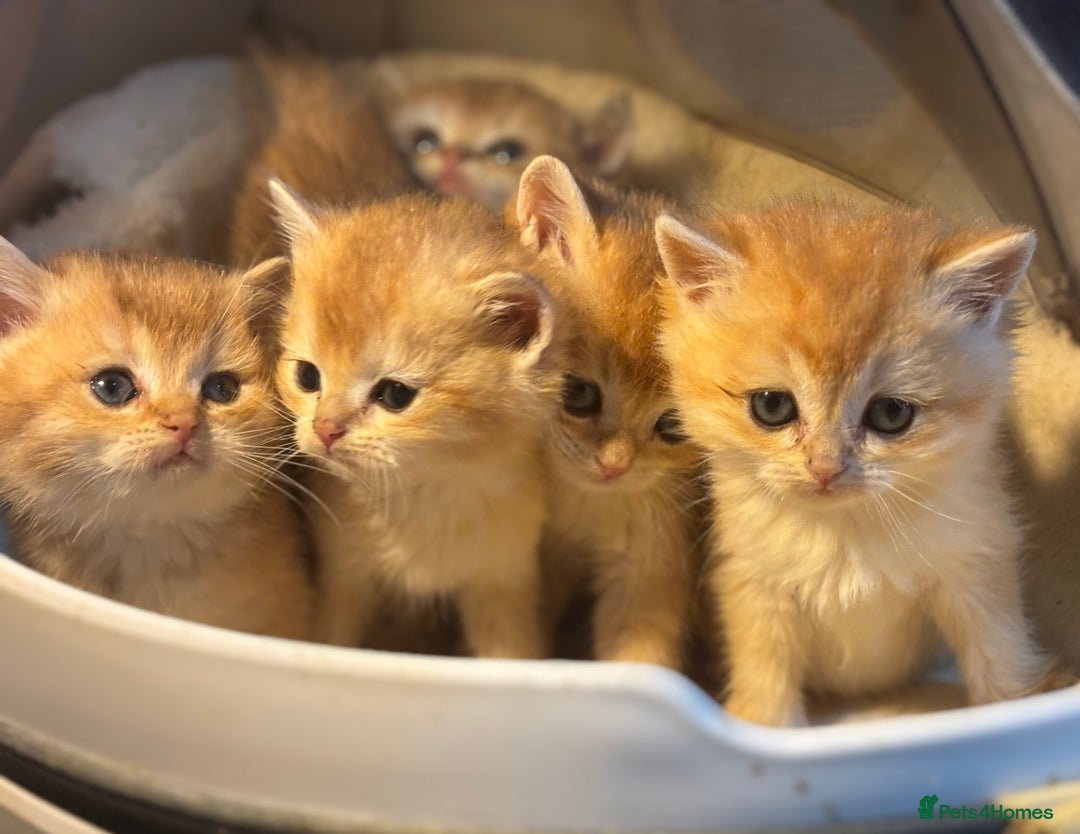 British Shorthair cats for sale: Full Pedigree Golden tipped British Shorthair - Advert 9