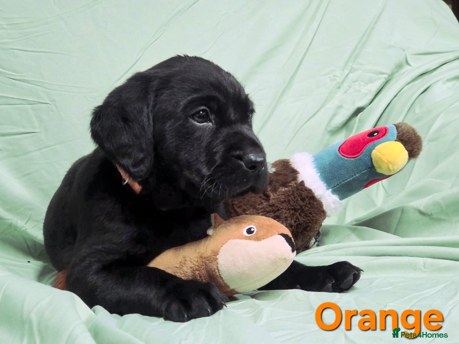 Labrador Retriever dogs Health Tested Black Labrador Puppies  - Advert 10