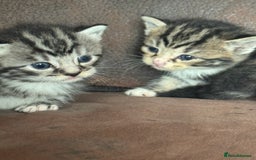 Maine Coon cats for sale: 3 beautiful part Maine coon kittens  - Image 1