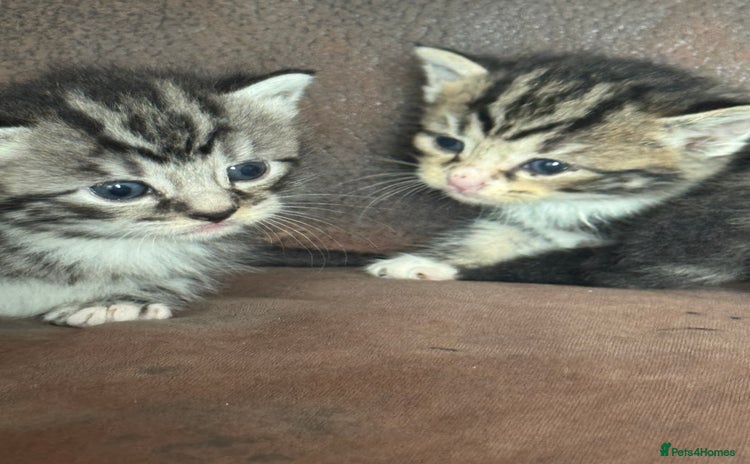 Maine Coon cats for sale - Advert 2