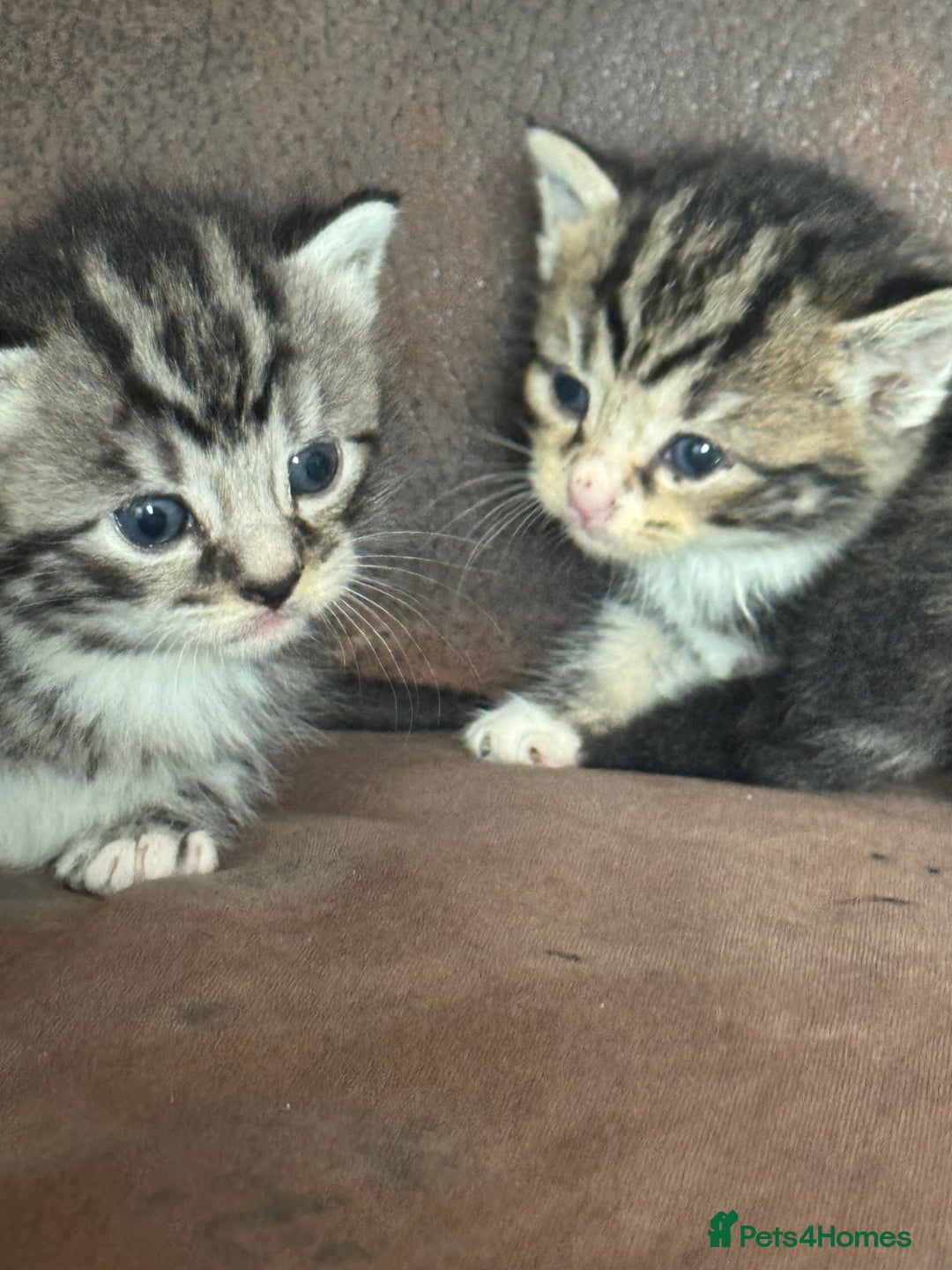 Maine Coon cats for sale: 3 beautiful part Maine coon kittens  - Image 1