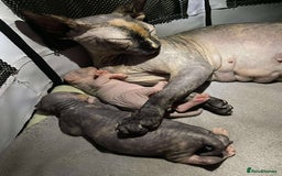 Sphynx cats for sale: 3 adorable Sphynx looking for their forever home  - Image 14