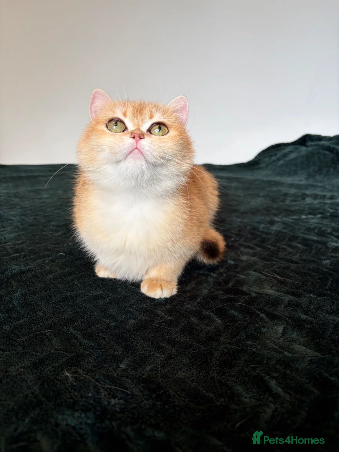 British Shorthair cats for sale: TICA Reg Beautiful Chinchilla NY12  - Advert 2