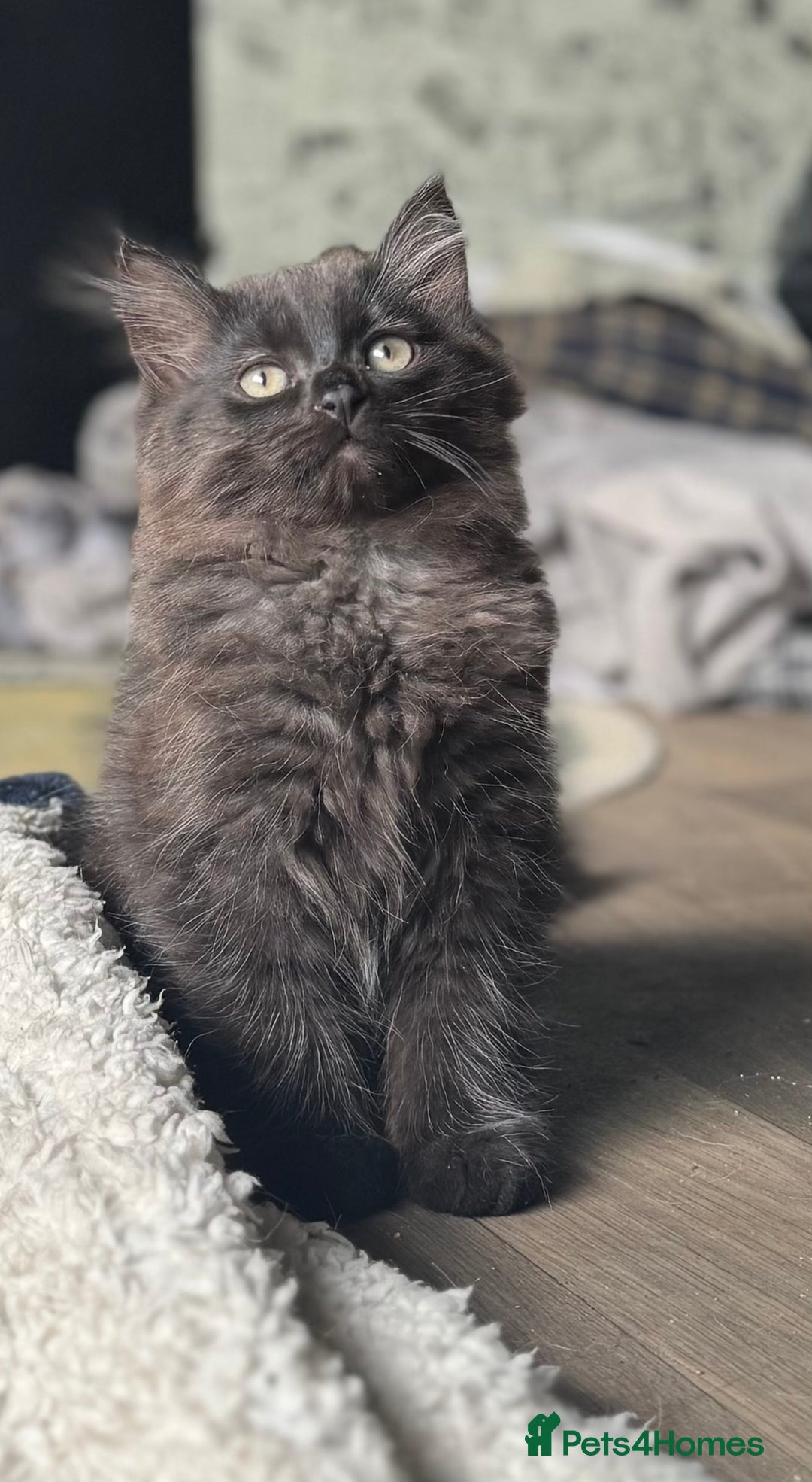 British Longhair cats for sale: Super fluffy kittens READY NOW!!  - Image 6