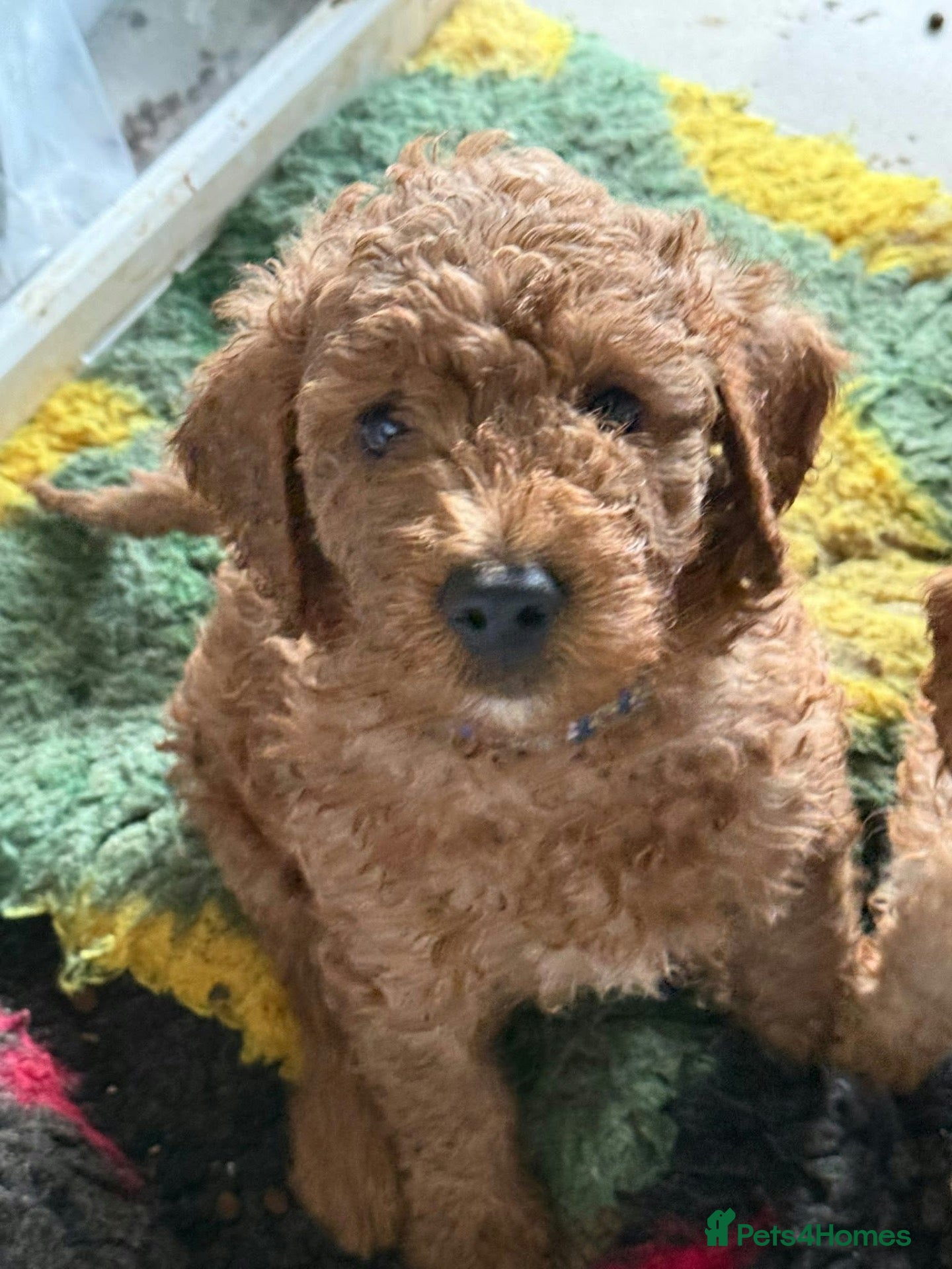 Mini Goldendoodle dogs Adorable Goldendoodles Looking for a Loving Family - Advert 1