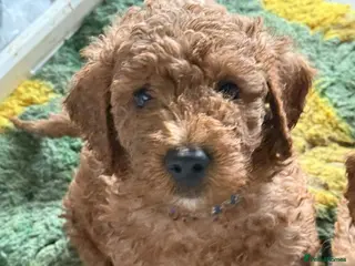 Mini Goldendoodle dogs Adorable Goldendoodles Looking for a Loving Family - Advert 1